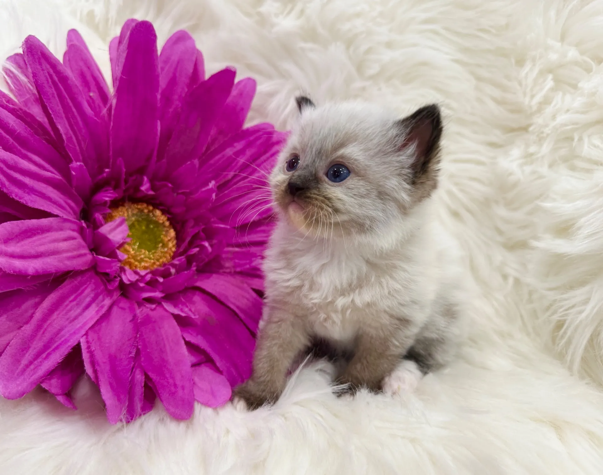 オレオくん(仮)