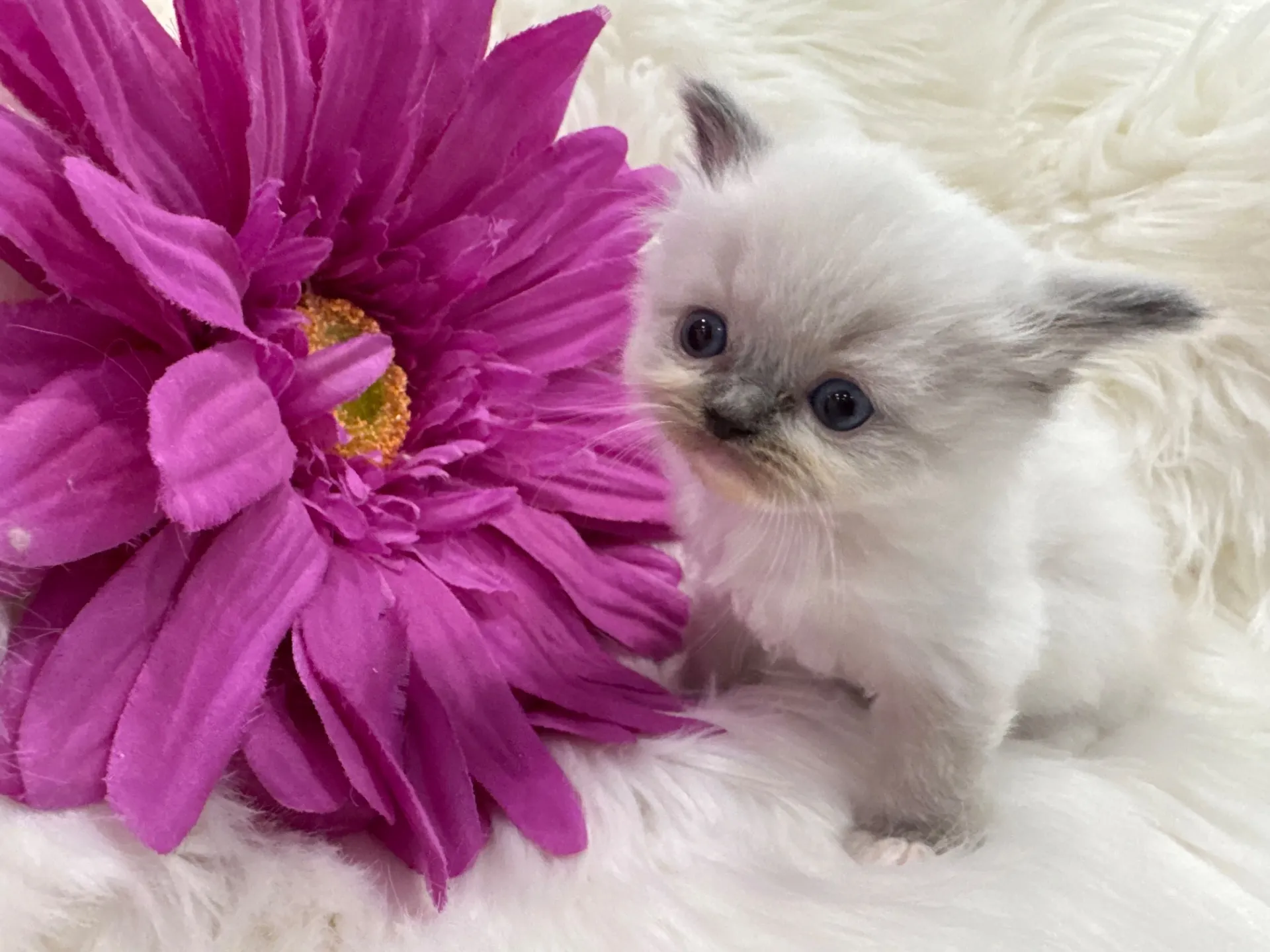 クレアちゃん(仮)