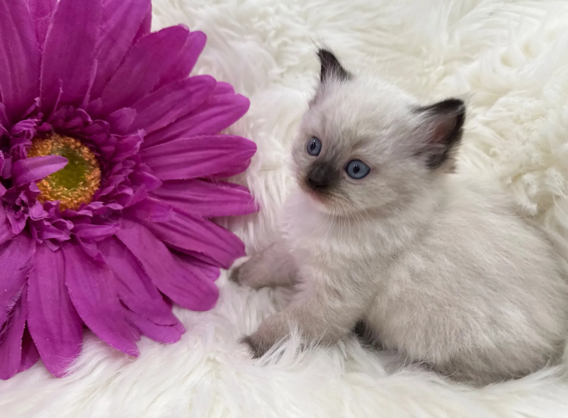 クロエちゃん(仮)