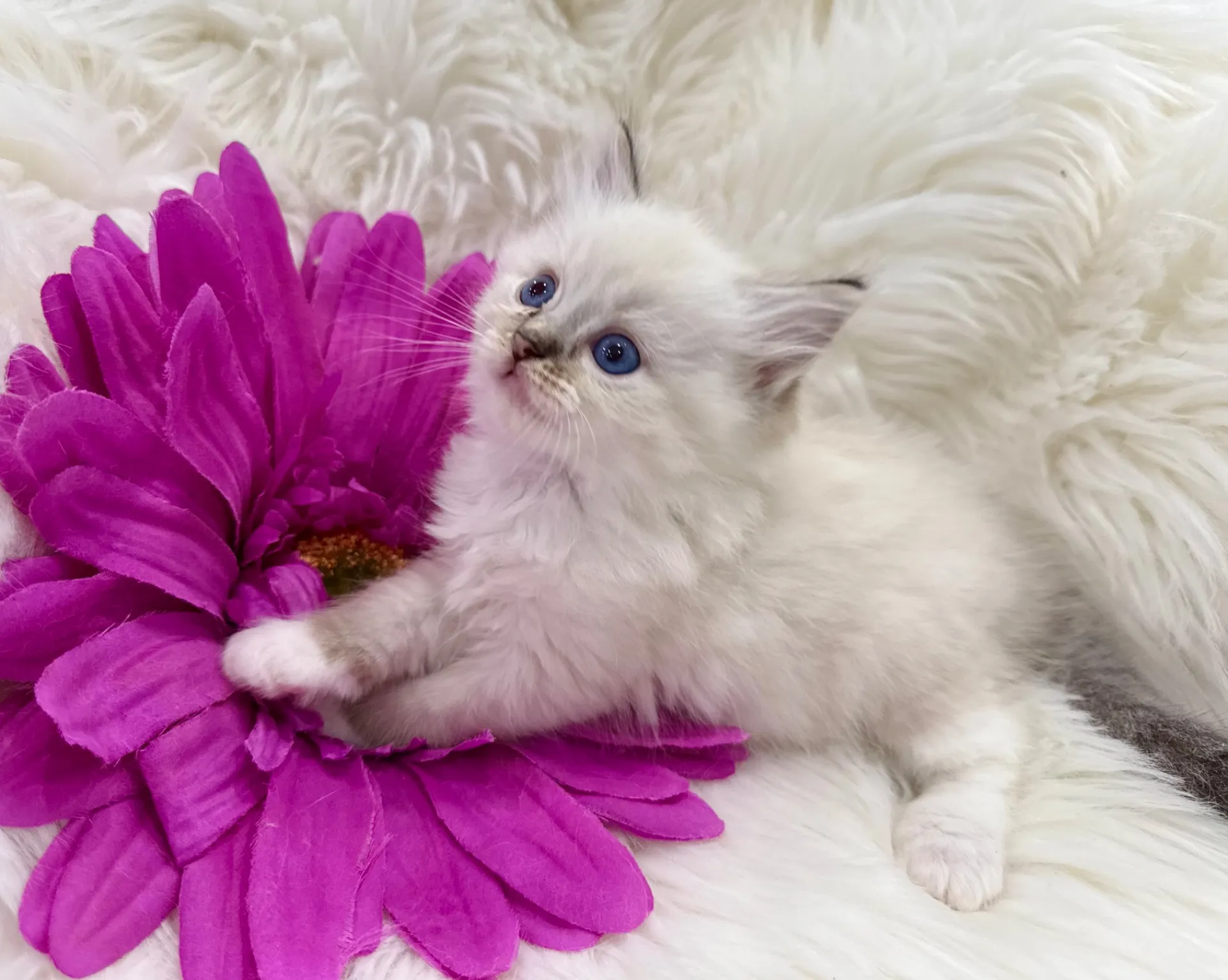 ラッキーくん(仮)