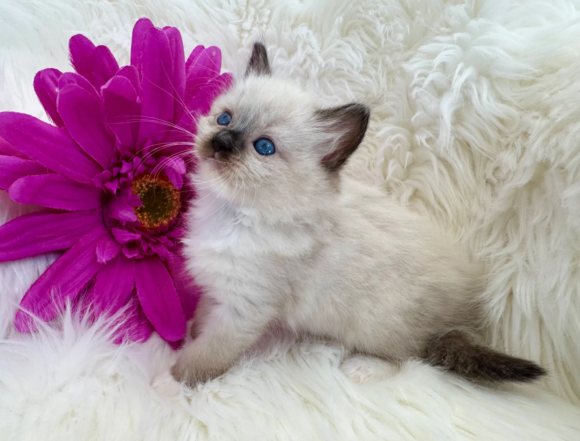 サラちゃん(仮)